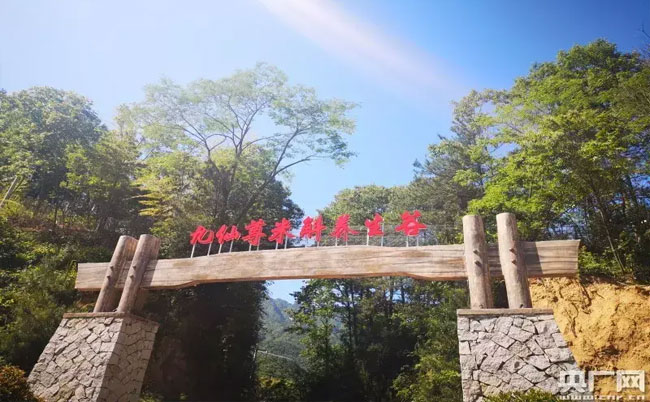 大别山灵芝